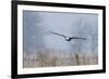 Bald Eagle, Foggy Wetland Marsh-Ken Archer-Framed Photographic Print