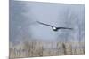 Bald Eagle, Foggy Wetland Marsh-Ken Archer-Mounted Photographic Print