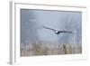 Bald Eagle, Foggy Wetland Marsh-Ken Archer-Framed Photographic Print