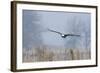 Bald Eagle, Foggy Wetland Marsh-Ken Archer-Framed Photographic Print