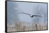 Bald Eagle, Foggy Wetland Marsh-Ken Archer-Framed Stretched Canvas