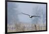 Bald Eagle, Foggy Wetland Marsh-Ken Archer-Framed Photographic Print