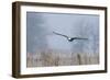 Bald Eagle, Foggy Wetland Marsh-Ken Archer-Framed Photographic Print