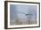 Bald Eagle, Foggy Wetland Marsh-Ken Archer-Framed Photographic Print