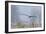 Bald Eagle, Foggy Wetland Marsh-Ken Archer-Framed Photographic Print