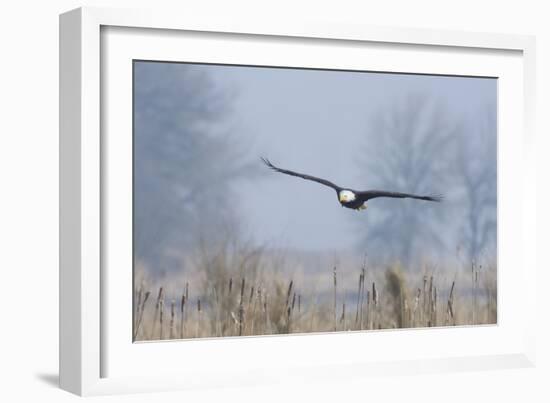 Bald Eagle, Foggy Wetland Marsh-Ken Archer-Framed Photographic Print