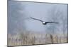 Bald Eagle, Foggy Wetland Marsh-Ken Archer-Mounted Photographic Print