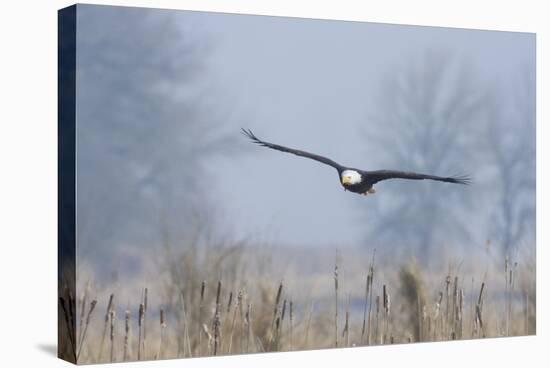 Bald Eagle, Foggy Wetland Marsh-Ken Archer-Stretched Canvas