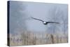 Bald Eagle, Foggy Wetland Marsh-Ken Archer-Stretched Canvas