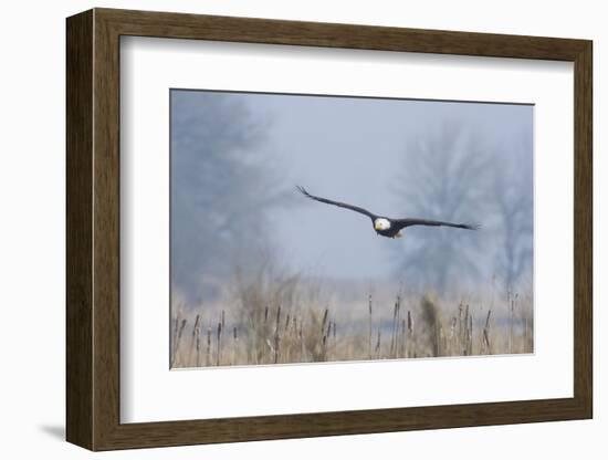 Bald Eagle, Foggy Wetland Marsh-Ken Archer-Framed Photographic Print