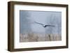 Bald Eagle, Foggy Wetland Marsh-Ken Archer-Framed Photographic Print