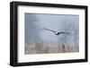 Bald Eagle, Foggy Wetland Marsh-Ken Archer-Framed Photographic Print