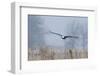 Bald Eagle, Foggy Wetland Marsh-Ken Archer-Framed Photographic Print