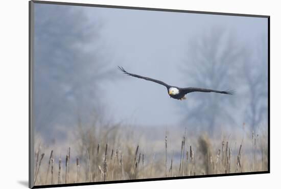 Bald Eagle, Foggy Wetland Marsh-Ken Archer-Mounted Photographic Print