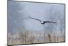 Bald Eagle, Foggy Wetland Marsh-Ken Archer-Mounted Photographic Print