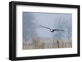 Bald Eagle, Foggy Wetland Marsh-Ken Archer-Framed Premium Photographic Print