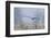 Bald Eagle, Foggy Wetland Marsh-Ken Archer-Framed Premium Photographic Print