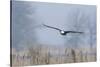 Bald Eagle, Foggy Wetland Marsh-Ken Archer-Stretched Canvas