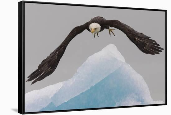 Bald Eagle, Glacier Bay National Park and Preserve, Alaska, USA-Art Wolfe-Framed Stretched Canvas
