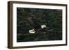 Bald Eagle, Glacier Bay National Park and Preserve, Alaska, USA-Art Wolfe-Framed Photographic Print