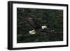Bald Eagle, Glacier Bay National Park and Preserve, Alaska, USA-Art Wolfe-Framed Photographic Print