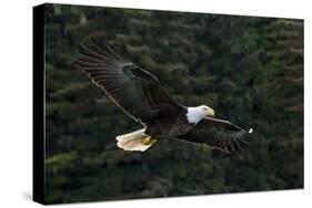 Bald Eagle, Glacier Bay National Park and Preserve, Alaska, USA-Art Wolfe-Stretched Canvas