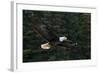 Bald Eagle, Glacier Bay National Park and Preserve, Alaska, USA-Art Wolfe-Framed Photographic Print