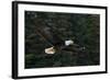 Bald Eagle, Glacier Bay National Park and Preserve, Alaska, USA-Art Wolfe-Framed Photographic Print