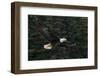 Bald Eagle, Glacier Bay National Park and Preserve, Alaska, USA-Art Wolfe-Framed Photographic Print