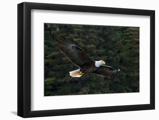 Bald Eagle, Glacier Bay National Park and Preserve, Alaska, USA-Art Wolfe-Framed Photographic Print