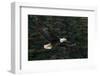 Bald Eagle, Glacier Bay National Park and Preserve, Alaska, USA-Art Wolfe-Framed Photographic Print