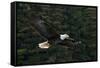 Bald Eagle, Glacier Bay National Park and Preserve, Alaska, USA-Art Wolfe-Framed Stretched Canvas