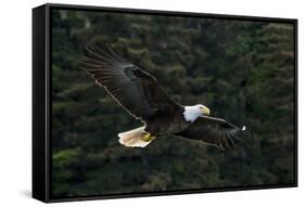 Bald Eagle, Glacier Bay National Park and Preserve, Alaska, USA-Art Wolfe-Framed Stretched Canvas