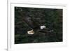 Bald Eagle, Glacier Bay National Park and Preserve, Alaska, USA-Art Wolfe-Framed Photographic Print