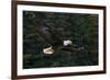 Bald Eagle, Glacier Bay National Park and Preserve, Alaska, USA-Art Wolfe-Framed Photographic Print