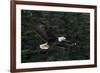 Bald Eagle, Glacier Bay National Park and Preserve, Alaska, USA-Art Wolfe-Framed Photographic Print