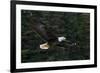 Bald Eagle, Glacier Bay National Park and Preserve, Alaska, USA-Art Wolfe-Framed Photographic Print