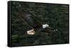 Bald Eagle, Glacier Bay National Park and Preserve, Alaska, USA-Art Wolfe-Framed Stretched Canvas