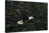 Bald Eagle, Glacier Bay National Park and Preserve, Alaska, USA-Art Wolfe-Stretched Canvas