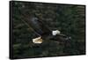 Bald Eagle, Glacier Bay National Park and Preserve, Alaska, USA-Art Wolfe-Framed Stretched Canvas