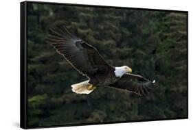 Bald Eagle, Glacier Bay National Park and Preserve, Alaska, USA-Art Wolfe-Framed Stretched Canvas