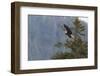 Bald eagle (Haliaeetus leucocephalus), Chugach National Forest, Alaska, United States of America, N-Ashley Morgan-Framed Photographic Print