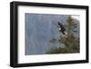 Bald eagle (Haliaeetus leucocephalus), Chugach National Forest, Alaska, United States of America, N-Ashley Morgan-Framed Photographic Print