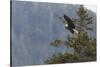 Bald eagle (Haliaeetus leucocephalus), Chugach National Forest, Alaska, United States of America, N-Ashley Morgan-Stretched Canvas