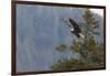 Bald eagle (Haliaeetus leucocephalus), Chugach National Forest, Alaska, United States of America, N-Ashley Morgan-Framed Photographic Print