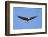 Bald Eagle (Haliaeetus Leucocephalus) Flying-James Hager-Framed Photographic Print