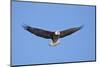 Bald Eagle (Haliaeetus Leucocephalus) Flying-James Hager-Mounted Photographic Print