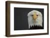 Bald eagle (Haliaeetus leucocephalus) head portrait, Alaska, USA, February-Danny Green-Framed Photographic Print
