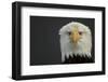 Bald eagle (Haliaeetus leucocephalus) head portrait, Alaska, USA, February-Danny Green-Framed Photographic Print