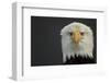 Bald eagle (Haliaeetus leucocephalus) head portrait, Alaska, USA, February-Danny Green-Framed Photographic Print